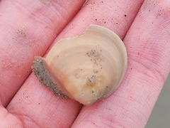 Laevicardium serratum