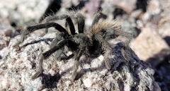 Aphonopelma paloma