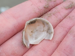 Laevicardium serratum