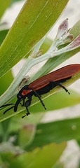 Rhinotia haemoptera