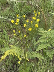 Senecio coronatus