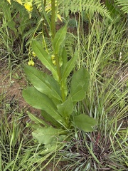 Senecio coronatus