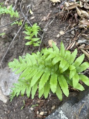 Polypodium californicum