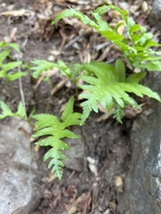 Polypodium californicum