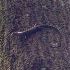 Dasia grisea