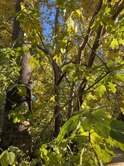 Ficus carica