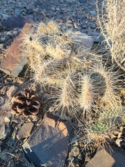 Opuntia polyacantha erinacea