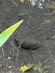 Kinosternon sonoriense