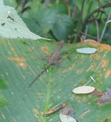 Anolis limifrons