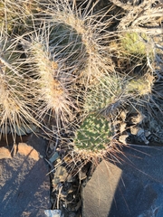 Opuntia polyacantha erinacea