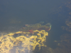Cichla ocellaris