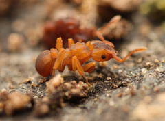 Cyphomyrmex flavidus