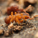 Cyphomyrmex - Photo (c) Mason S., some rights reserved (CC BY-NC), uploaded by Mason S.