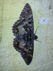 Feigeria scops