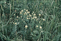 Trifolium ochroleucon