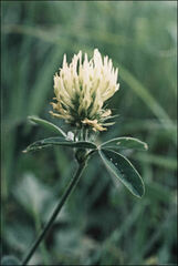 Trifolium ochroleucon