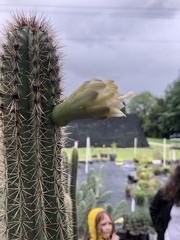 Pilosocereus robinii