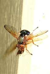 Lamprogaster flavipennis