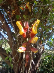 Thunbergia mysorensis