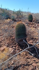 Ferocactus emoryi