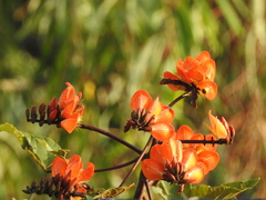 Erythrina breviflora