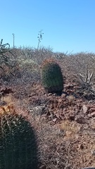 Ferocactus