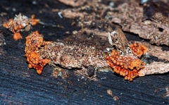Metatrichia vesparium