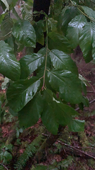 Fagus sylvatica