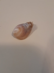 Pilosabia trigona