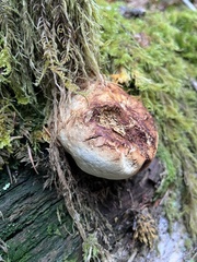 Laricifomes