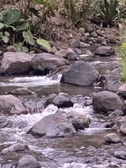 Cinclus leucocephalus