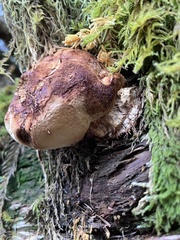 Laricifomes