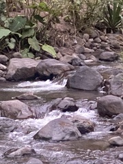 Cinclus leucocephalus