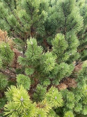 Pinus mugo