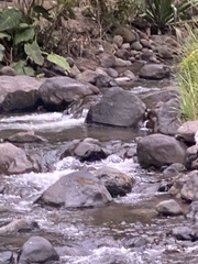 Cinclus leucocephalus