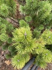Pinus mugo
