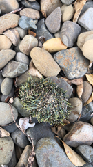Evechinus chloroticus