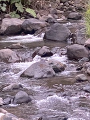 Cinclus leucocephalus