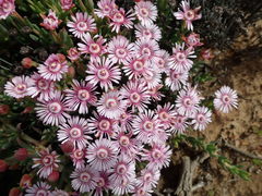 Phiambolia gydouwensis