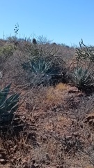 Agave colorata