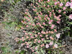 Phiambolia gydouwensis