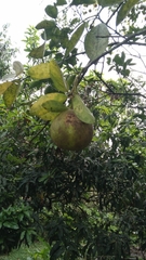 Aegle marmelos