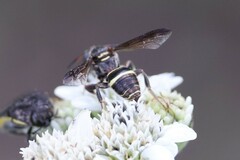 Nomada vegana