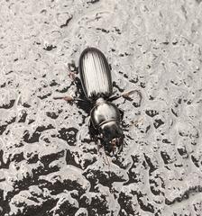 Scarites subterraneus