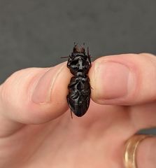 Scarites subterraneus