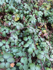 Rubus bifrons