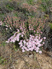 Phiambolia gydouwensis