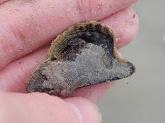 Pteria colymbus