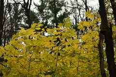 Asimina triloba