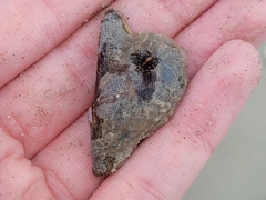 Pteria colymbus